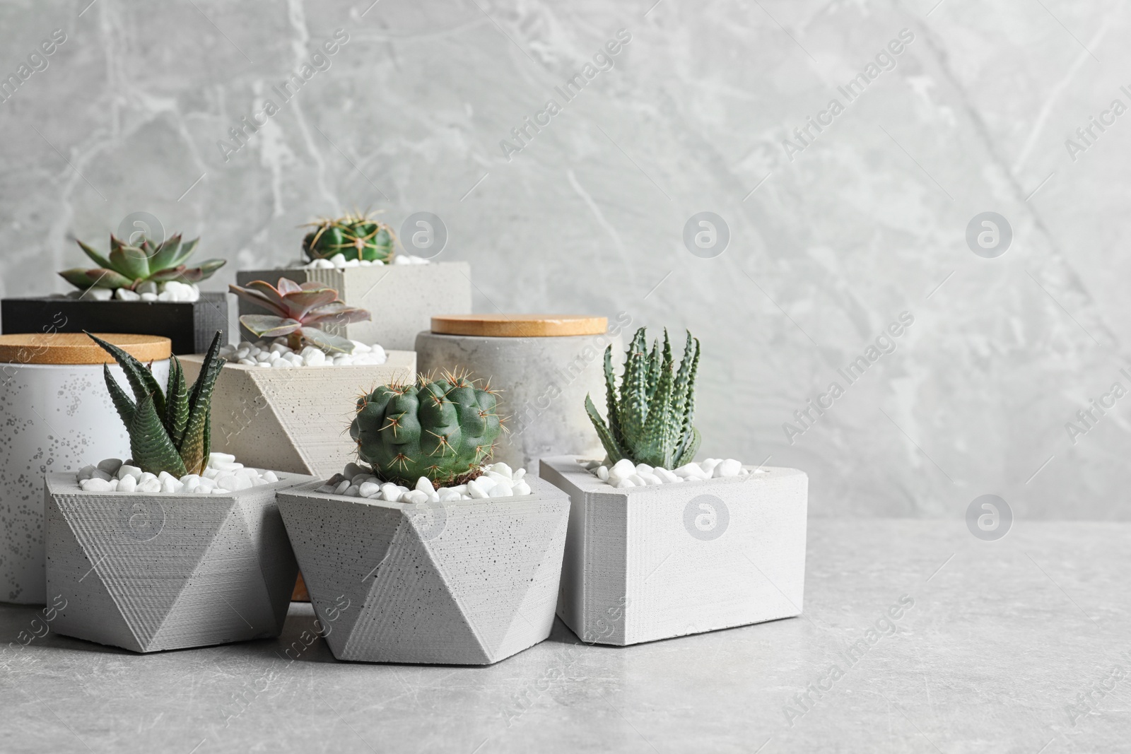 Photo of Beautiful succulent plants in stylish flowerpots on table against grey background, space for text. Home decor