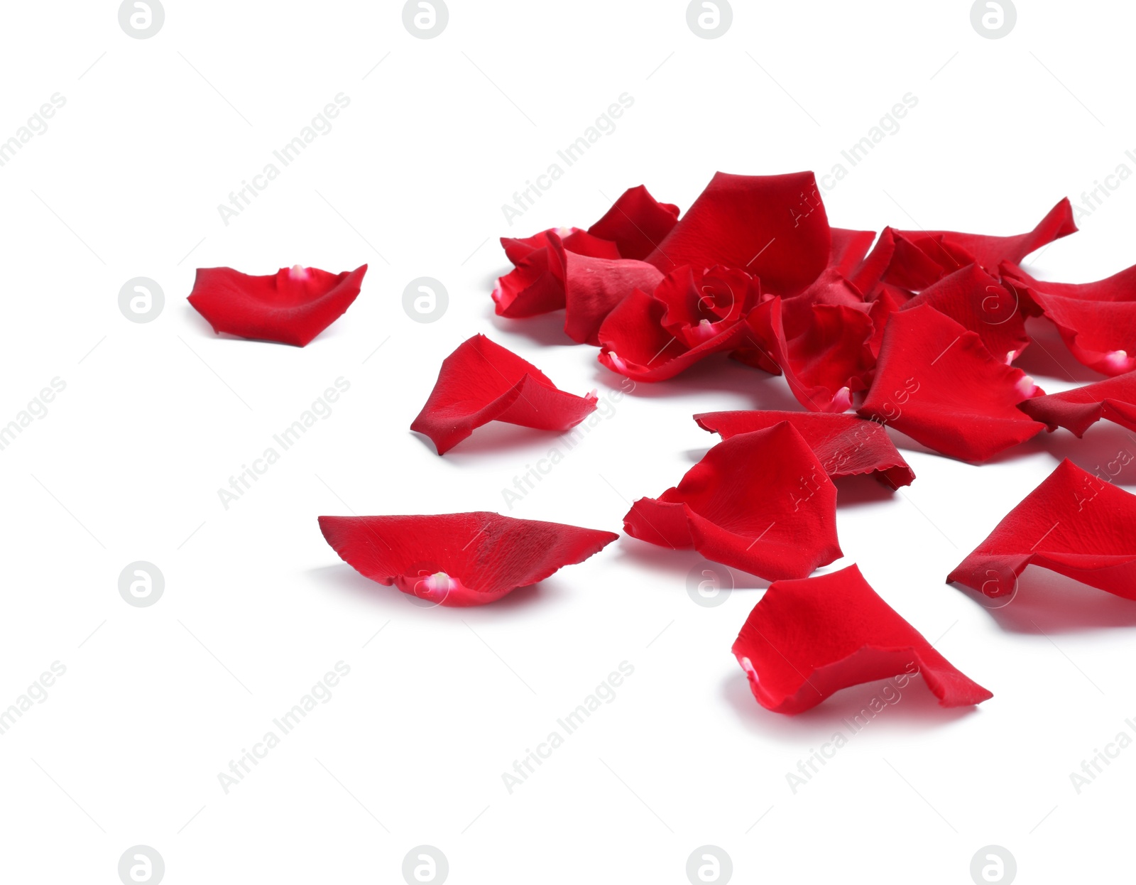 Photo of Beautiful red rose petals on white background