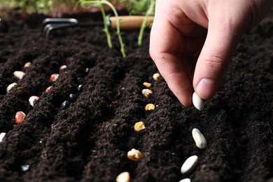 Photo of Woman planting bean seeds into fertile soil, closeup. Vegetable growing