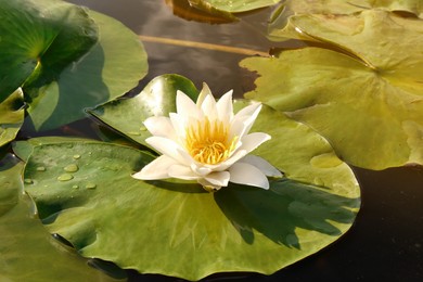 Photo of Beautiful white water lily in pond, closeup
