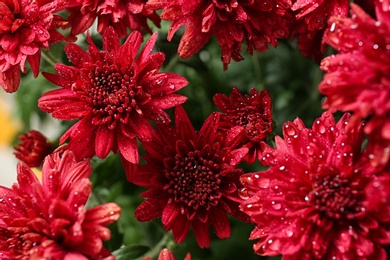 Photo of Beautiful red chrysanthemum flowers with water drops, closeup