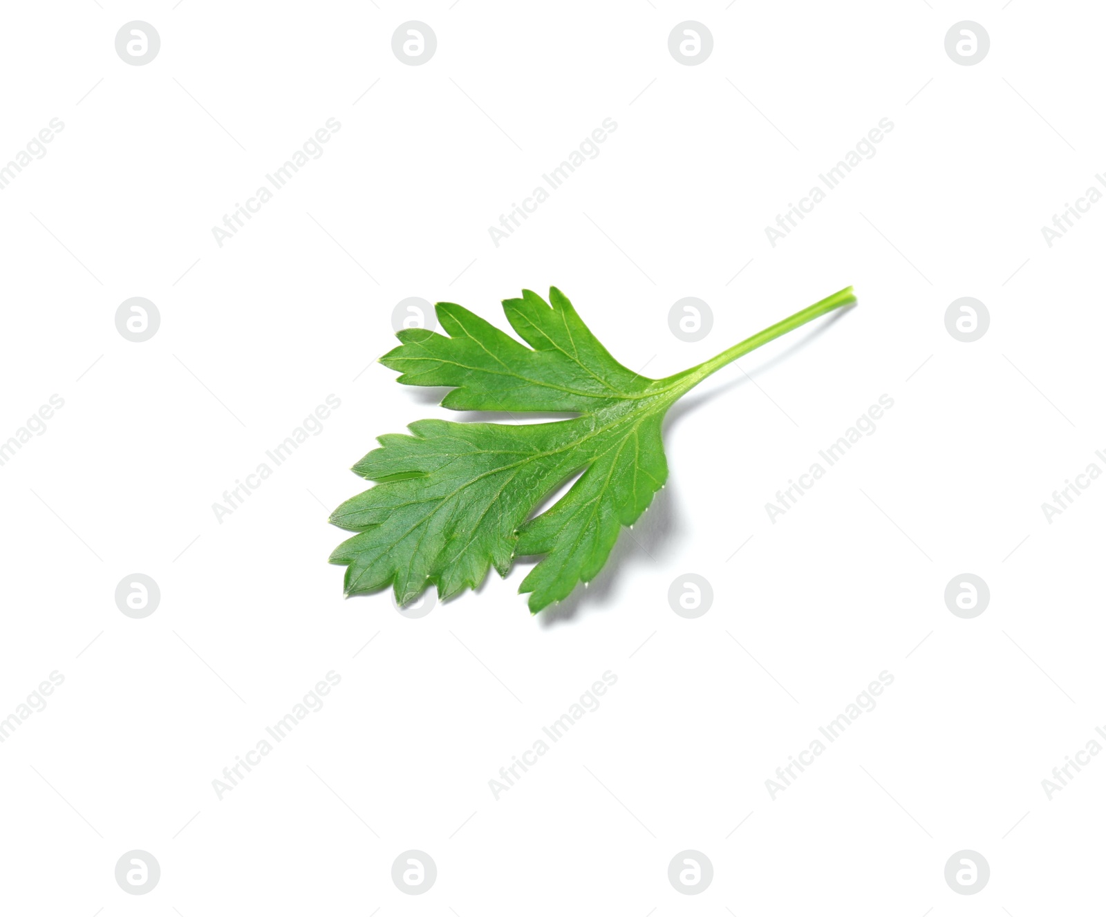 Photo of Fresh green organic parsley on white background