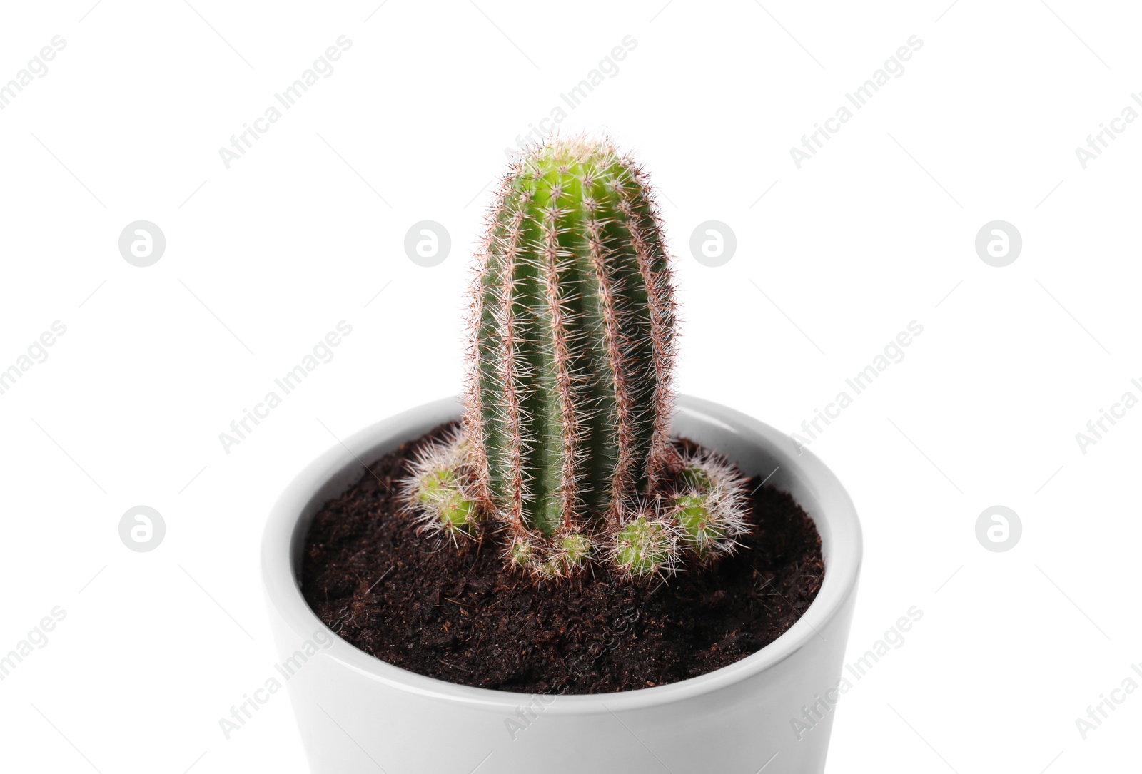 Photo of Beautiful green cactus in pot isolated on white