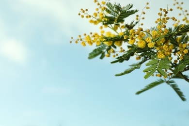 Beautiful view of mimosa tree with bright yellow flowers against blue sky, space for text