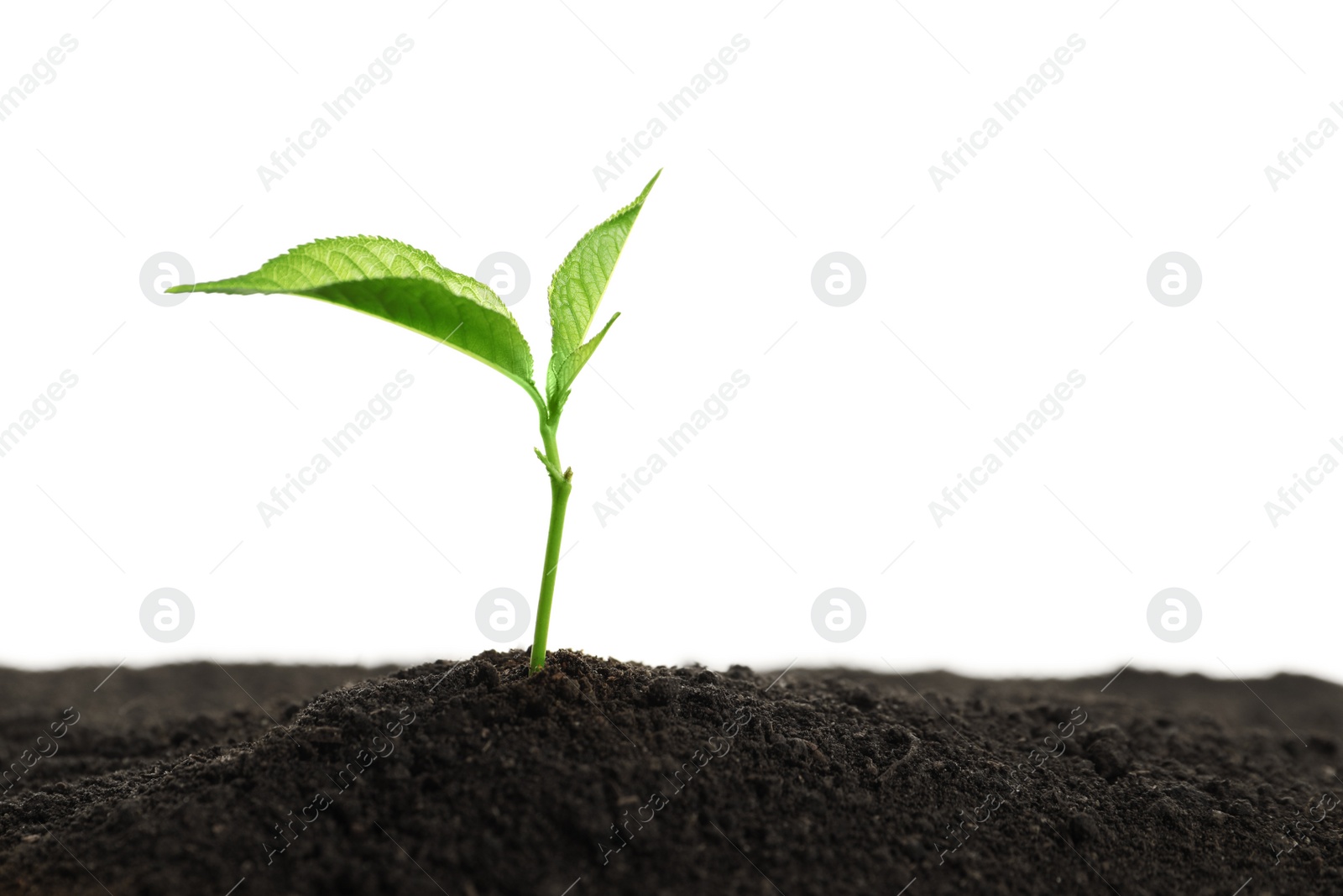 Photo of Young plant in fertile soil on white background, space for text. Gardening time