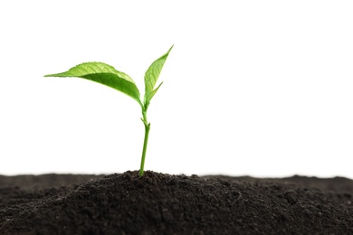 Young plant in fertile soil on white background, space for text. Gardening time