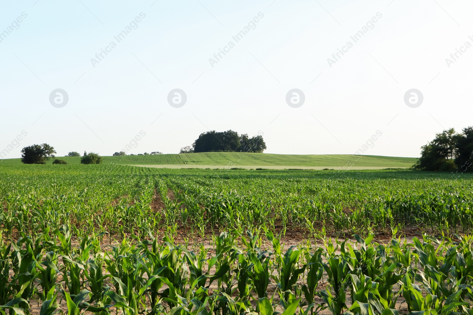 Photo of Beautiful agricultural field with green corn plants on sunny day