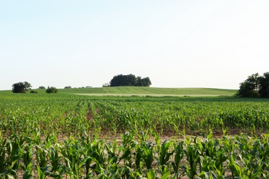 Beautiful agricultural field with green corn plants on sunny day