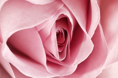 Image of Erotic metaphor. Rose bud with petals resembling vulva. Beautiful flower as background, closeup