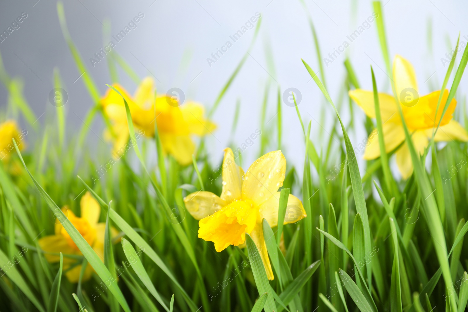 Photo of Spring green grass and bright daffodils with dew, closeup