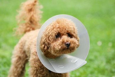 Photo of Cute Maltipoo dog wearing Elizabethan collar outdoors, closeup