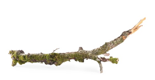 Photo of Dry tree branch with moss isolated on white