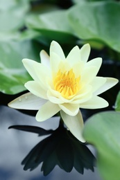 Beautiful white lotus flower and leaves in pond