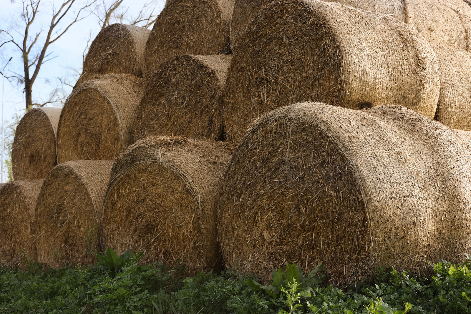 Photo of Many hay bales on green grass outdoors