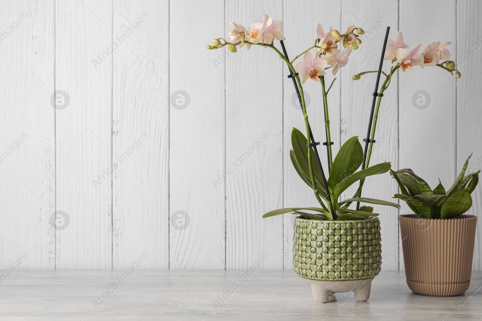 Photo of Beautiful orchid flowers on light gray table against white wooden background. Space for text