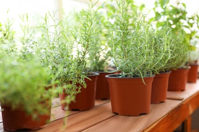 Fresh potted home plants on wooden sill at window, space for text