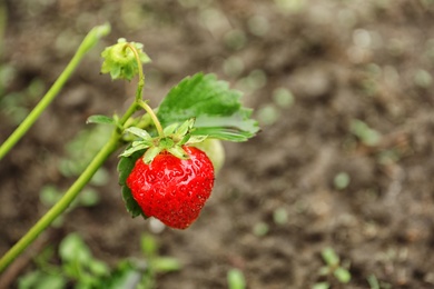 Strawberry plant with ripening berries growing in field
