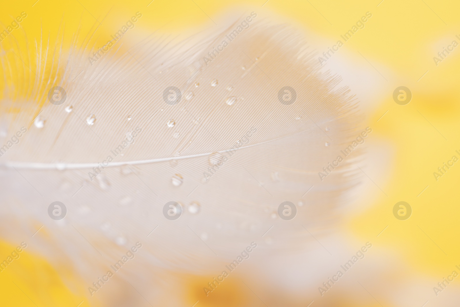 Photo of Fluffy feathers with water drops on yellow background, closeup