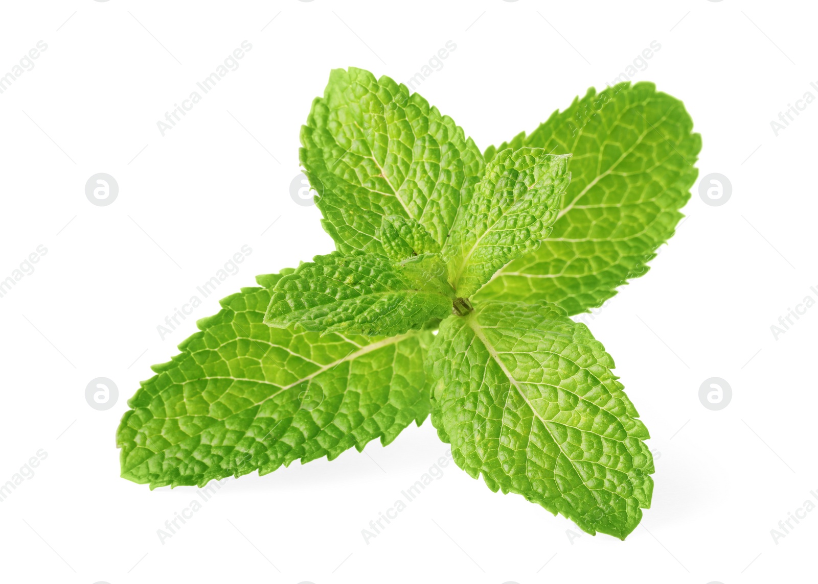 Photo of Fresh green mint leaves isolated on white