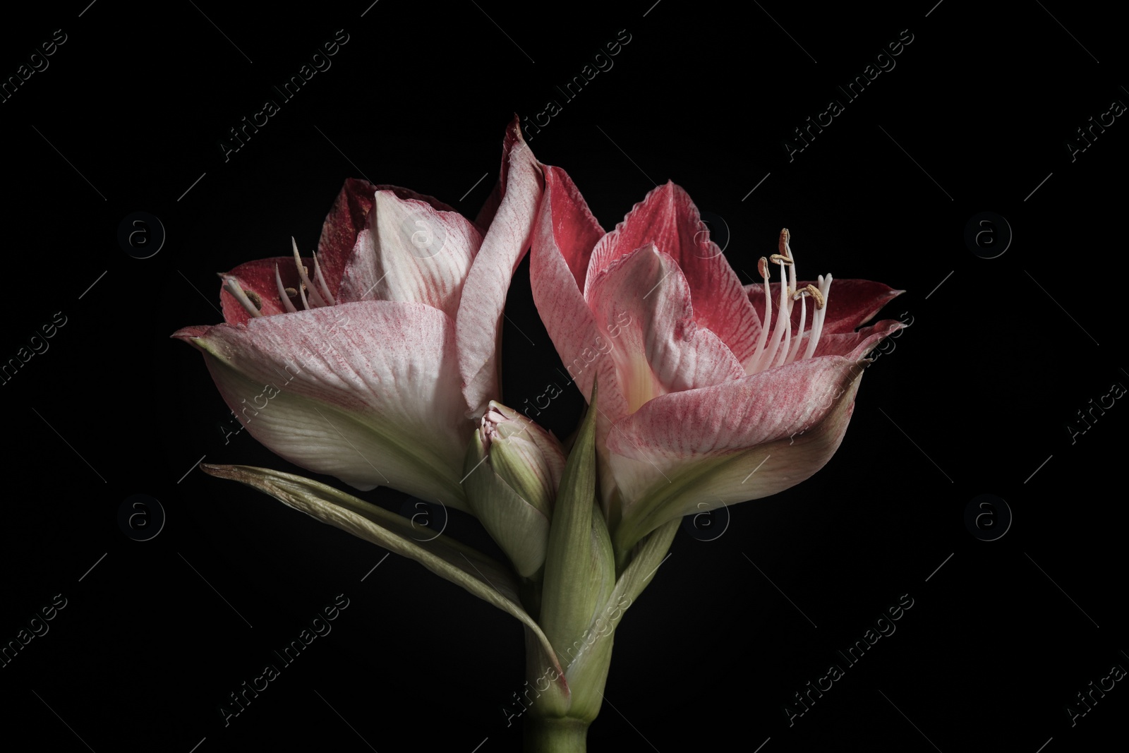 Photo of Beautiful fresh amaryllis on black background. Floral card design with dark vintage effect