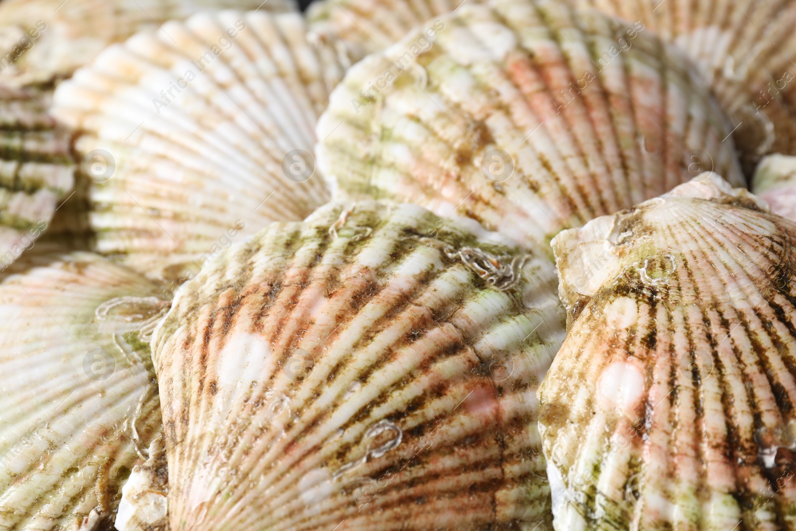 Photo of Fresh raw scallops in shells as background, closeup