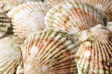 Fresh raw scallops in shells as background, closeup