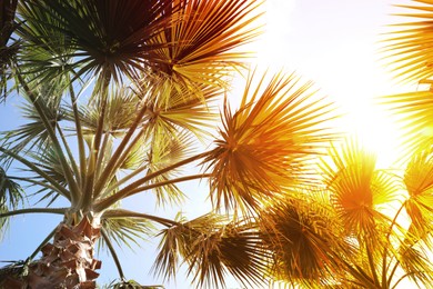 Image of Beautiful palm trees with green leaves on sunny day, low angle view. Color toned