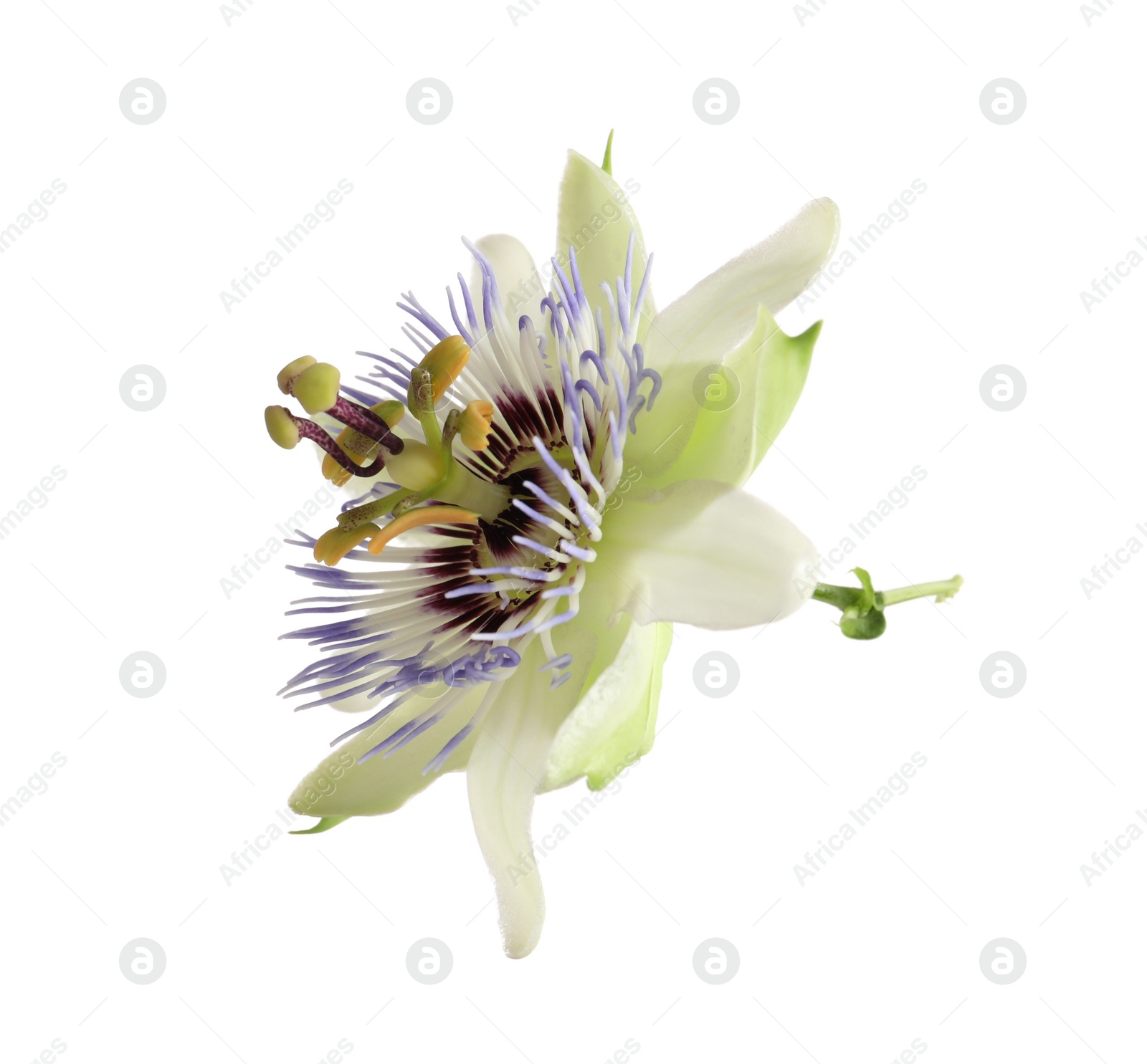 Photo of Beautiful blossom of Passiflora plant (passion fruit) on white background