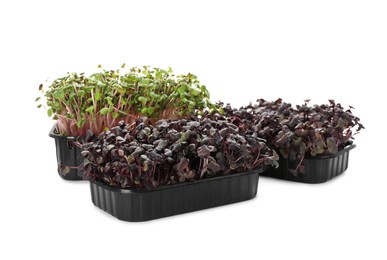 Photo of Fresh radish microgreens in plastic containers on white background