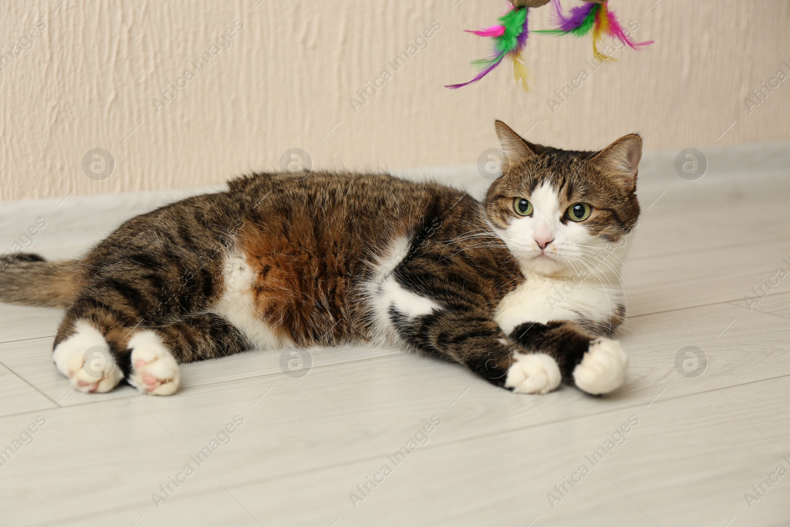 Photo of Cute cat with toy on floor at home. Lovely pet