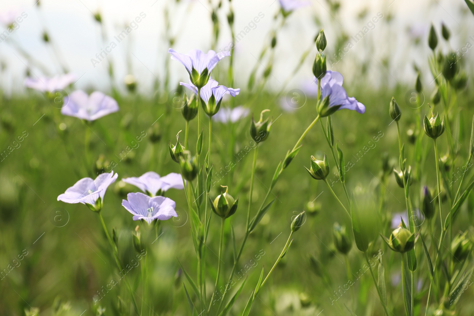 Photo of Closeup view of beautiful blooming flax field