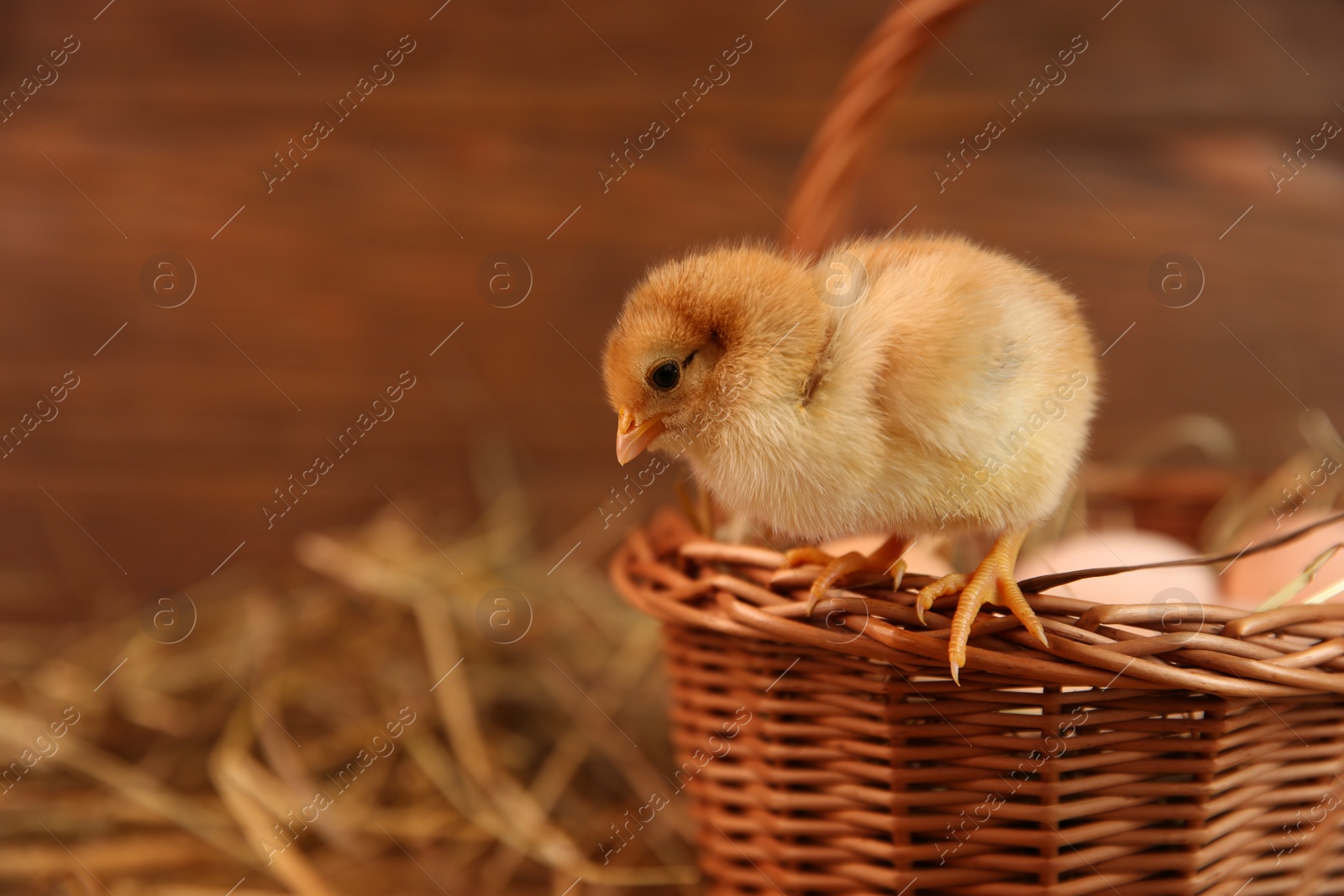 Photo of Cute chick and wicker basket on blurred background, space for text. Baby animal