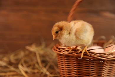 Photo of Cute chick and wicker basket on blurred background, space for text. Baby animal