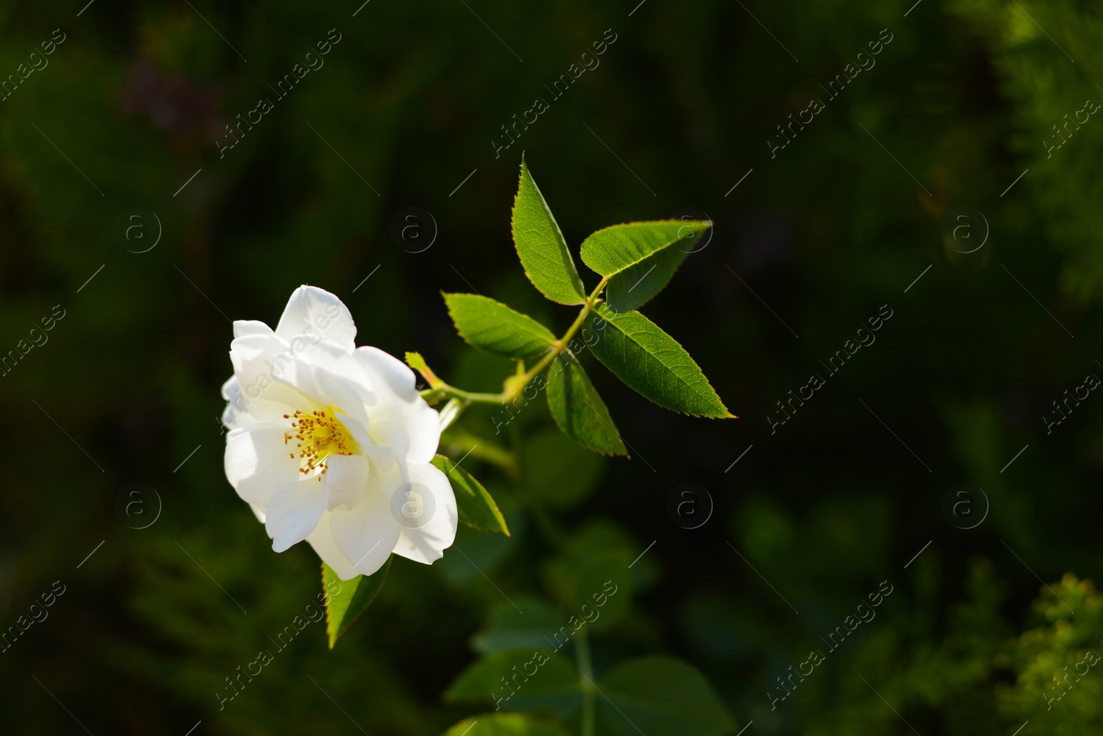 Photo of Bush with beautiful blooming rose in garden on sunny day. Space for text