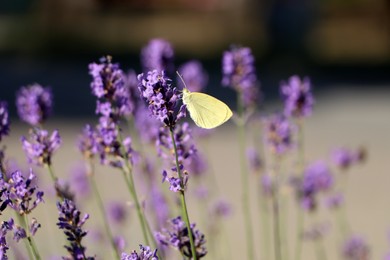 Beautiful butterfly in lavender field on sunny day