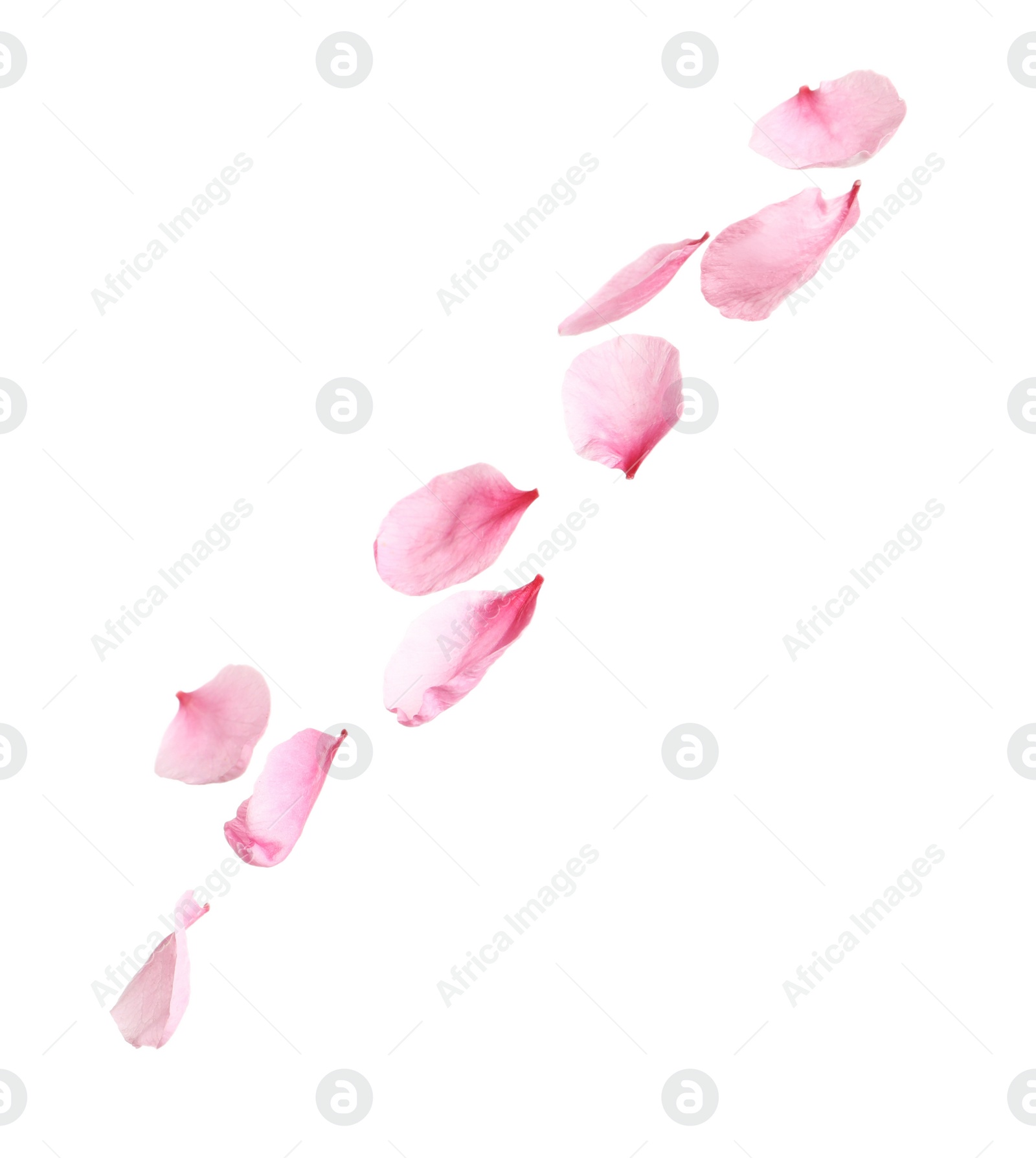 Photo of Beautiful sakura flower petals on white background