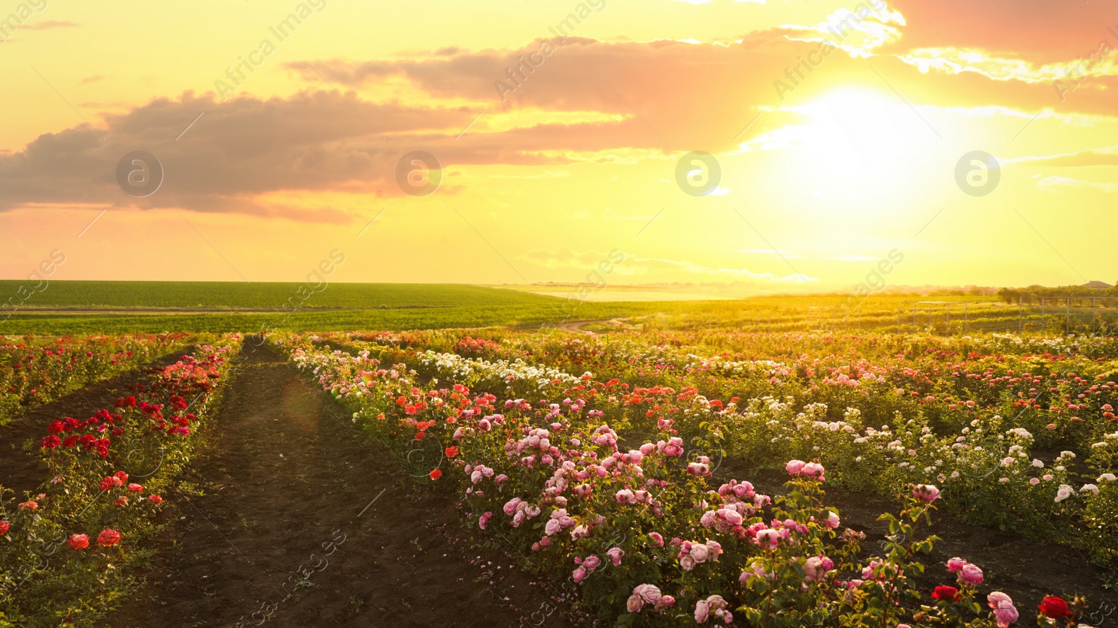 Photo of Bushes with beautiful roses outdoors on sunny day