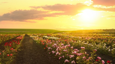 Bushes with beautiful roses outdoors on sunny day