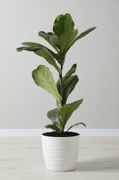 Photo of Fiddle Fig or Ficus Lyrata plant with green leaves in pot near white wall indoors
