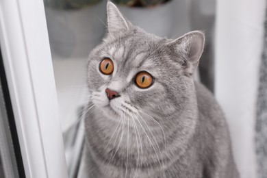 Photo of Cute Scottish straight cat near window indoors, closeup