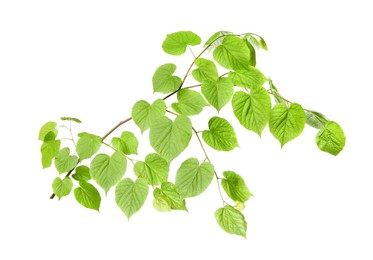 Photo of Branch of linden tree with young fresh green leaves isolated on white. Spring season