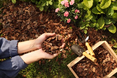Photo of Woman mulching beautiful flowers with bark chips in garden, top view