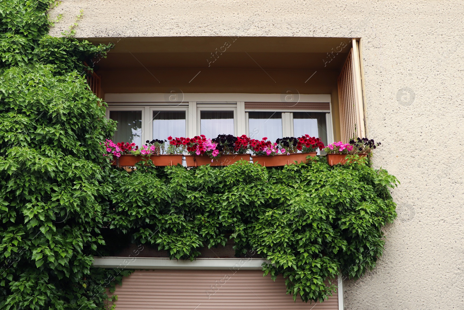 Photo of Balcony decorated with beautiful colorful flowers and green plant