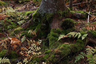 Photo of Tree roots overgrown with beautiful green moss in forest