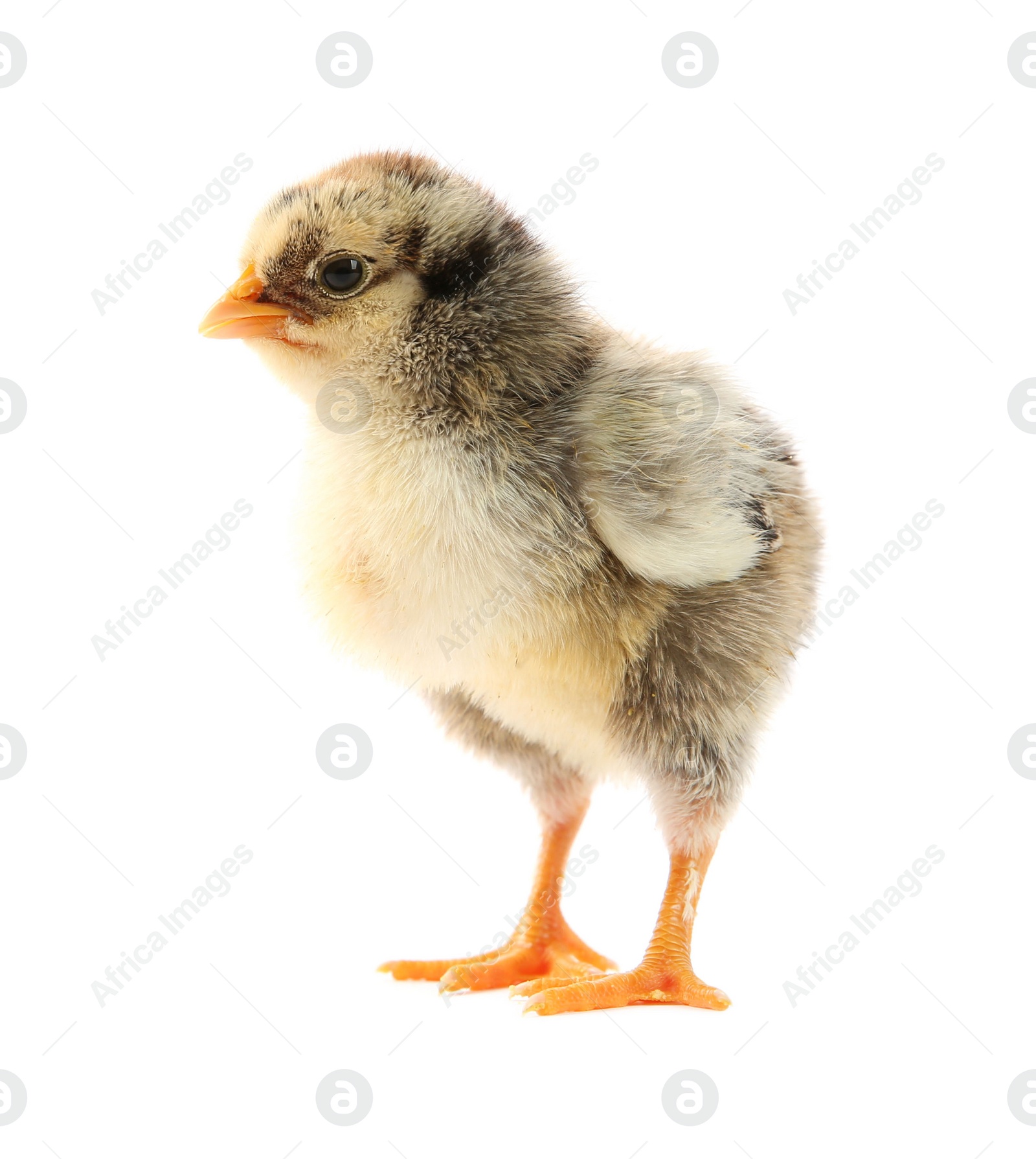 Photo of One cute chick isolated on white. Baby animal