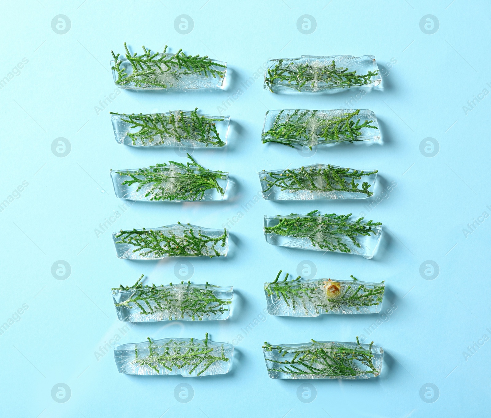 Photo of Ice cubes with branches of conifer tree on light blue background, flat lay