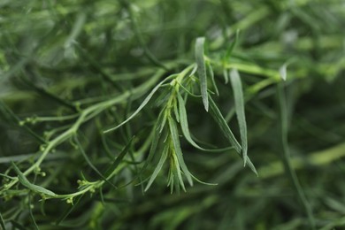 Photo of Fresh tarragon sprigs on blurred background, closeup