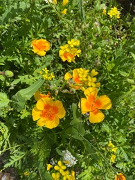 Photo of Beautiful golden poppy flowers outdoors on sunny day, above view