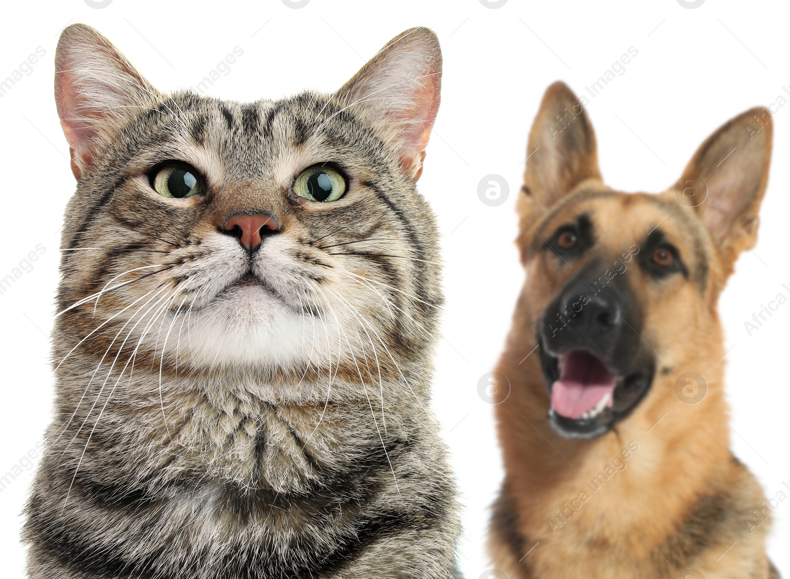 Image of Adorable cat and dog on white background