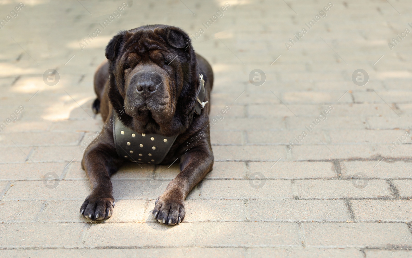 Photo of Cute black shar-pei dog lying on pavement outdoors. Space for text